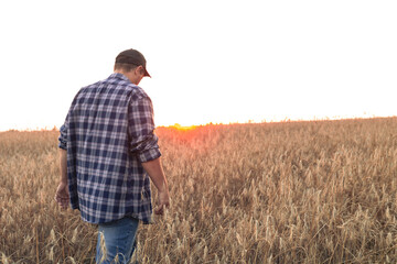 Naklejka na ściany i meble Copy space. Fremer walks through a field of wheat against the backdrop of a beautiful sunset, inspecting the harvest. A farmer evaluates the readiness of a wheat field for harvest. Agriculture.