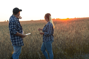 Naklejka na ściany i meble A couple of farmers at sunset are discussing the harvest while standing in a wheat field. At the end of the working day, farmers are discussing tomorrow's wheat harvest on the fields.