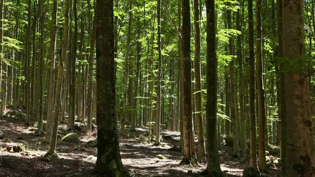 Fairytale scenery in the beech forest of Monte Amiata. Green beech trees with sunlight and the singing of small birds giving a sense of tranquility sunrise in the forest, rays make their way through 