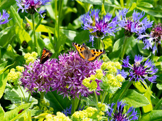 Schmetterlinge auf der Blüte eines Zierlauchs