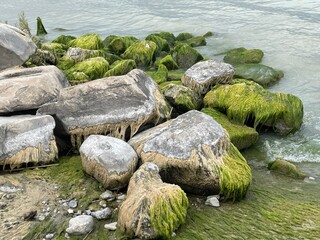 Green Algae Utah lake
