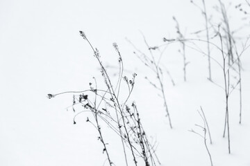 Dry frozen wild flowers stand in white  snow, close up photo