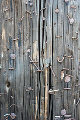 Close up of rusty nails and staples on a wooden utility pole.