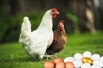 box of eggs with chicken on green grass