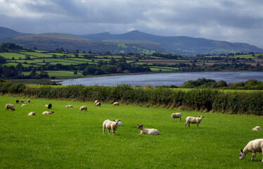 Sheep grazing in the fields around Llangorse Lake with Penyfan mountain in the background in the...
