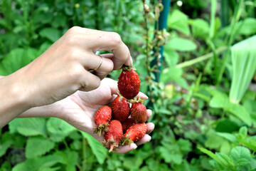 in hand selected strawberries from the garden, close-up