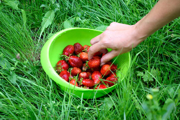 bowl with selected strawberries from the garden, close-up