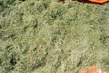 dried hay for livestock, preparing feed for the winter, close-up