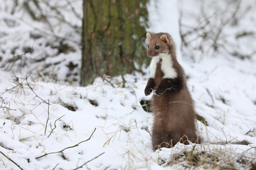 Beautiful cute forest animal. Beech marten, Martes foina, in witer forest. Small predator  in...