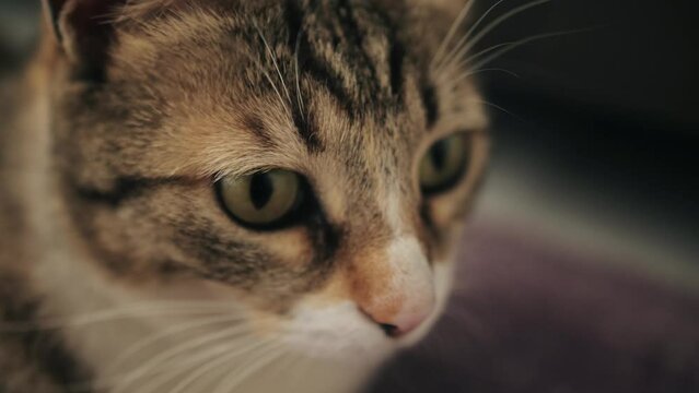 Cute tabby cat close up. Funny feline muzzle with whiskers.