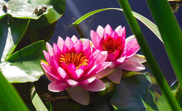 Close up Beautiful Pink Lotus, Water Lily. Two bright beautiful pink lotus flowers on the pond.