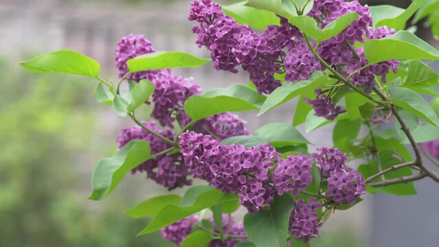 purple lilac blooms,the lilac bush blooms in spring