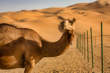Camel in the empty quarter - DESERT SAFARI