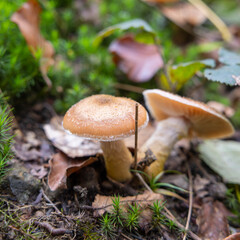 Mushrooms in the forest, close-up, selective focus.