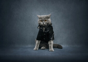 British cat in a black leather jacket on blue background. Brutal biker cat. Funny cat in costume. Copy space. Rock style. Pets fashion.
