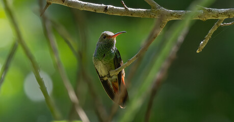 Rufous-tailed Hummingbird, Amazilia tzacatl, Colibrí Rabirrufo © Ted