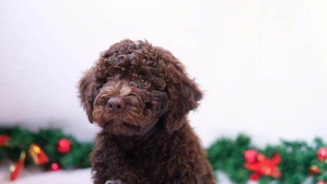 A cute and funny christmas lagotto romagnolo puppy dog with christmas decoration. Christmas concept, postcard. Slow motion