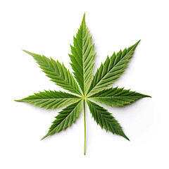 Marijuana leaf close up. Isolated on white. Graphic design element for web, prints, t-shirts.