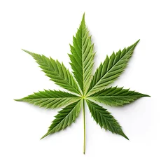 Fotobehang Marijuana leaf close up. Isolated on white. Graphic design element for web, prints, t-shirts. © Helen-HD