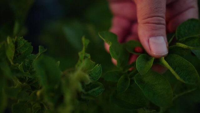 Farmworker Taking Off Potato Beetle From Bush, Closeup View, Agriculture And Nature, Growing Potato
