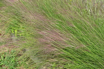 Muhlenbergia capillaris. Poaceae perennial plants native to North America. Red-purple...