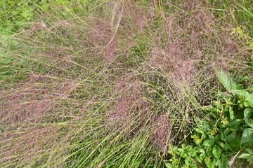 Muhlenbergia capillaris. Poaceae perennial plants native to North America. Red-purple inflorescences bloom in autumn. Also called cotton candy glasses.
