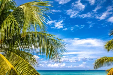 Papier Peint photo autocollant Plage de Seven Mile, Grand Cayman Seven Mile Beach in Grand Cayman, Cayman Islands, Features azure blue sky, crystal-clear waters, pristine white sand, and coconut tree branches. Ideal for Caribbean vacations, tropical paradises, and 