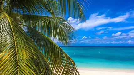 Papier Peint photo autocollant Plage de Seven Mile, Grand Cayman Seven Mile Beach in Grand Cayman, Cayman Islands, Features azure blue sky, crystal-clear waters, pristine white sand, and coconut tree branches. Ideal for Caribbean vacations, tropical paradises, and 