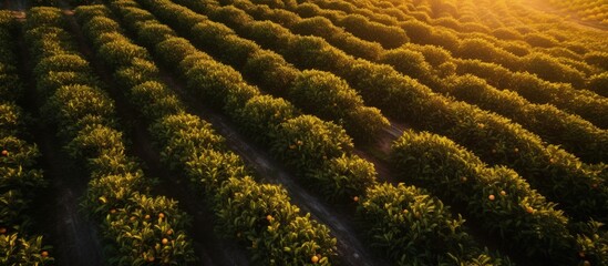 Sunset aerial views of rows of orange trees in a plantation