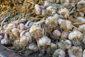 New harvest of fresh organic aromatic violet garlic in Piolenc village, Vaucluse, Provence, France