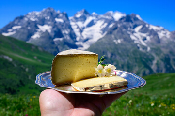 Cheese collection, Tomme de Savoie cheese from Savoy region in French Alps, mild cow's milk cheese...