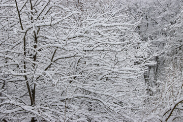 Tree branches covered in snow in the park