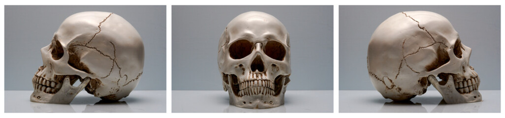 triptych of a human skull
