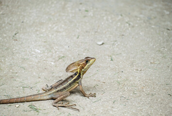 A brown basilisk watches the camera warily.