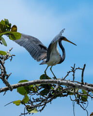 A heron perches on a tree branch amidst blue sky.