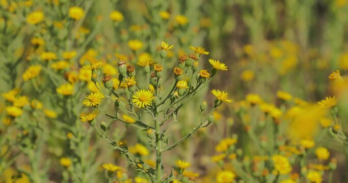 Lots of yellow flowers blooming in a field 