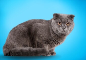 Cute domestic cat posing on background