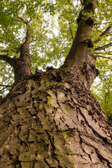 treetops seen from below
