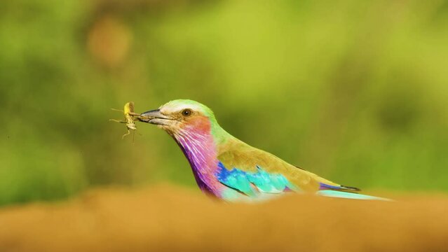 A Lilac-breasted roller (Coracias caudatus) eating a Locust in south africa safari.