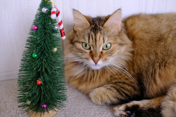 Furry grey tabby cat near small Christmas tree and candy toy on the top .High quality slow footage