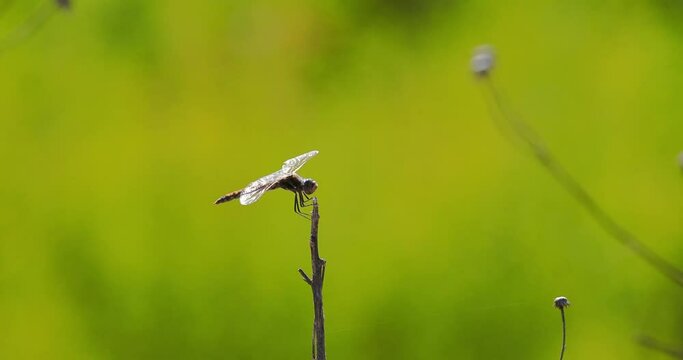 dragonfly on stick isolated in summer 