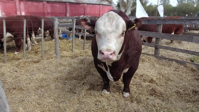 Selected Polled Hereford breed brown and white bull locked in a corral for sale during an exhibition in Argentina.