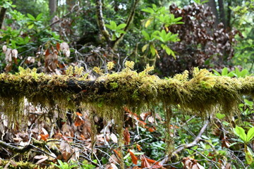Small ferms growing in redwoods national park