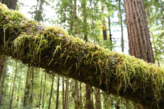 Small ferms growing in redwoods national park