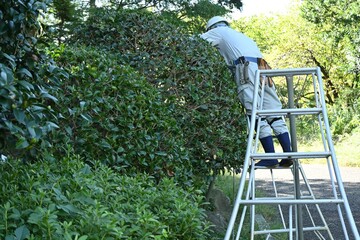 A scene of pruning a holly tree in a park. Work site background.