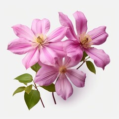 Fototapeta premium Three pink flowers with green leaves on a white background