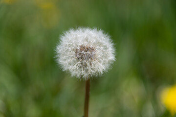 Dandelion puff ball in the sun