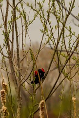 Red-winged blackbird with morning fog view. Douglas, MI.