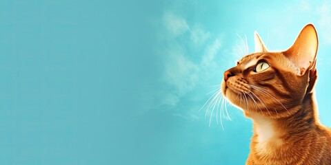 Cat portrait with copy space on blue background 