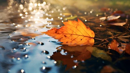 Fotobehang autumn leaves on the water © Prasanth